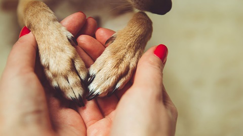 Polizze per gli animali domestici, quale scegliere?