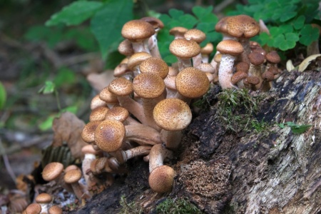 Funghi chiodini