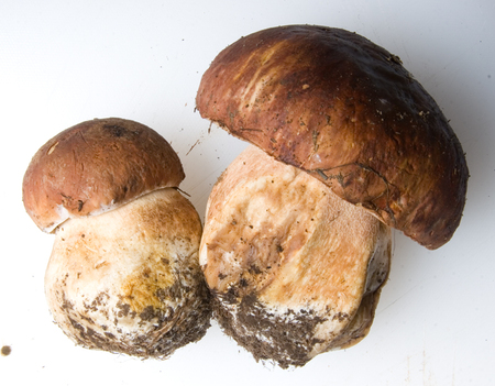 Funghi porcini