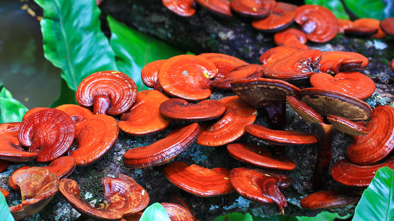 Reishi