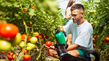 persone utilizzano spruzzatore su pomodori