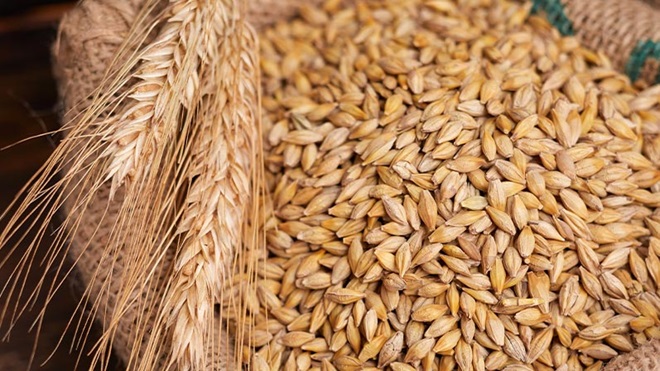 Orzo