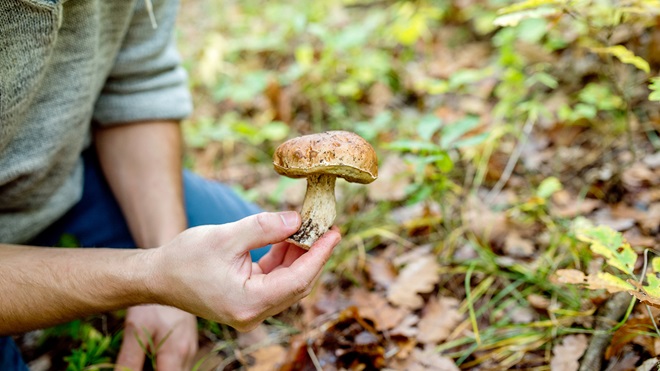 Funghi: come sceglierli e consumarli in modo sicuro