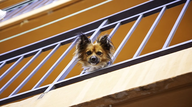 CANE CHE GUARDA FUORI DALLE RINGHIERE DEL BALCONE DEL CONDOMINIO