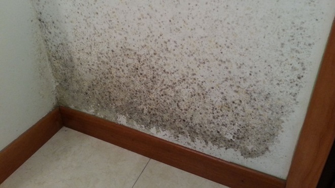 Muro con muffa da risalita