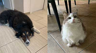 Toelettatura cani e gatti