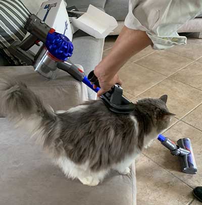 Toelettatura gatto con Dyson