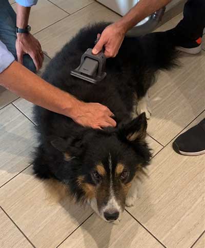 Toelettatura cane con Dyson