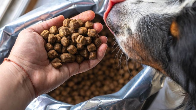 mano che regge croccantini e muso cane