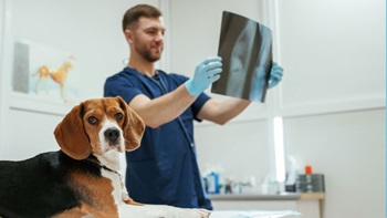 cane e veterinario che guarda RX