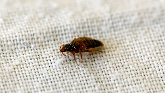 Cimici dei letti