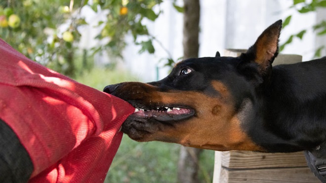 Cane aggressivo che morde