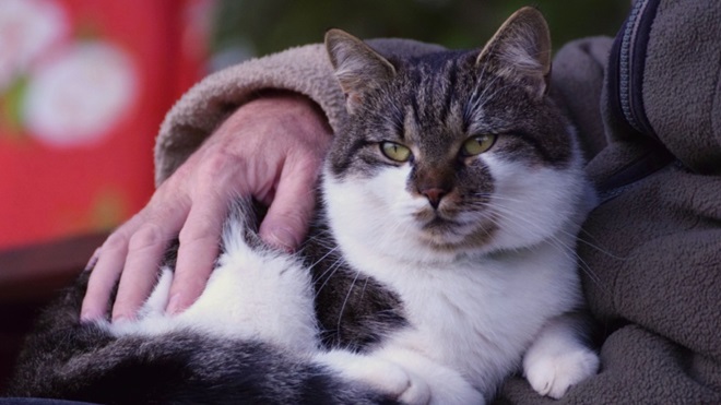 Gatto in braccio a una persona anziana