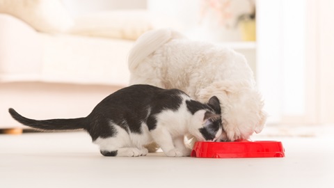 cane e gatto