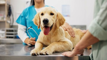 Polizze assicurative veterinarie