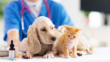 Costi cure veterinarie