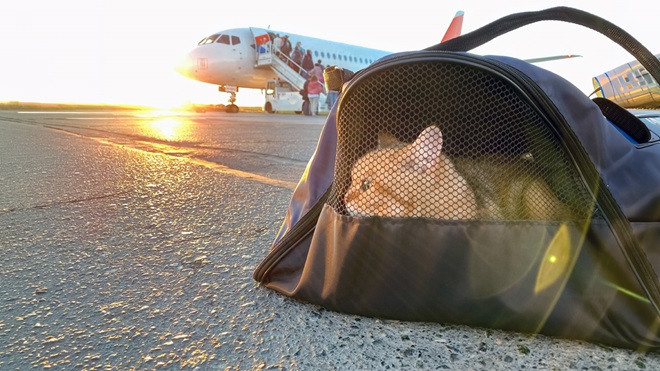 Animali in viaggio