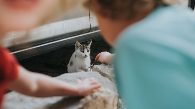 Protezione animali