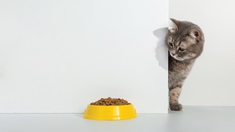 gatto e ciotola con crocchette