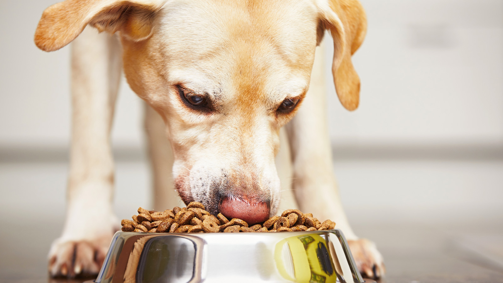 cibo cani