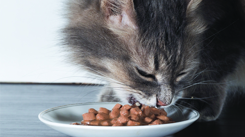 Miglior Cibo Per Gatti Altroconsumo