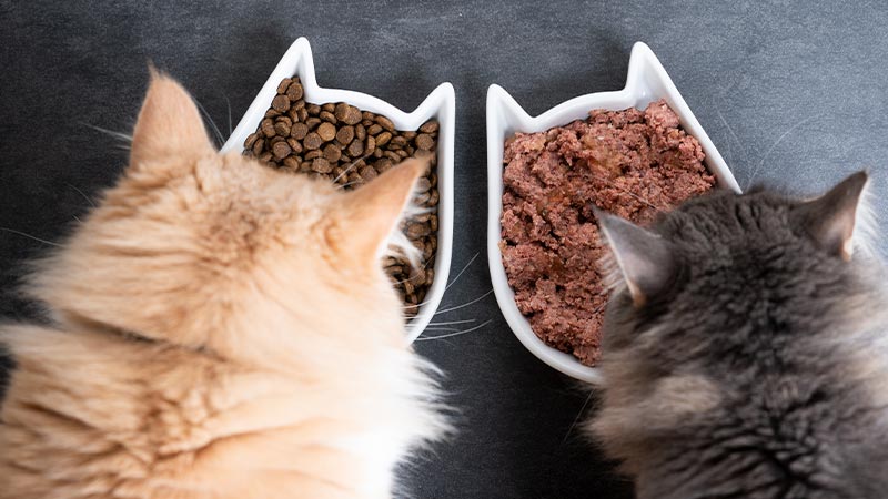 Cibo per gatti