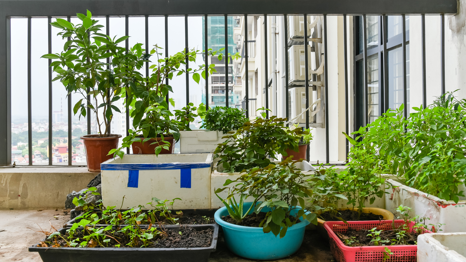 Frutta Verdura E Piante Aromatiche Sul Balcone Altroconsumo