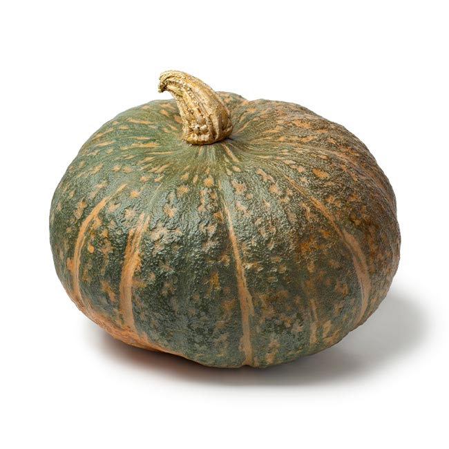 zucca Delica