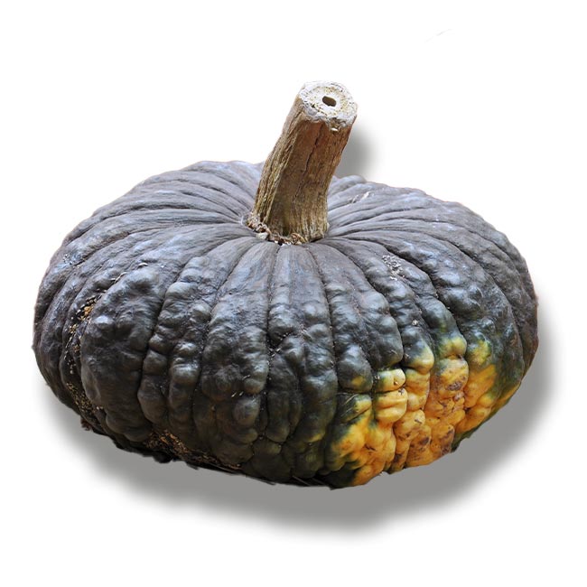 zucca marina di chioggia