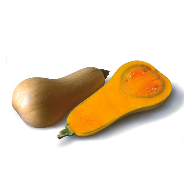 zucca muschiata o cucurbita moschata