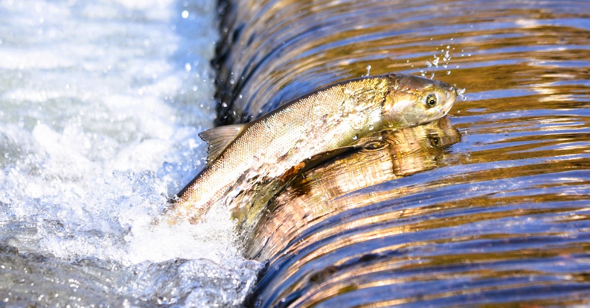 Acquacoltura in crescita: come investire nei big del salmone
