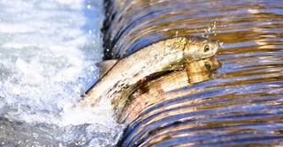 Acquacoltura in crescita: come investire nei big del salmone