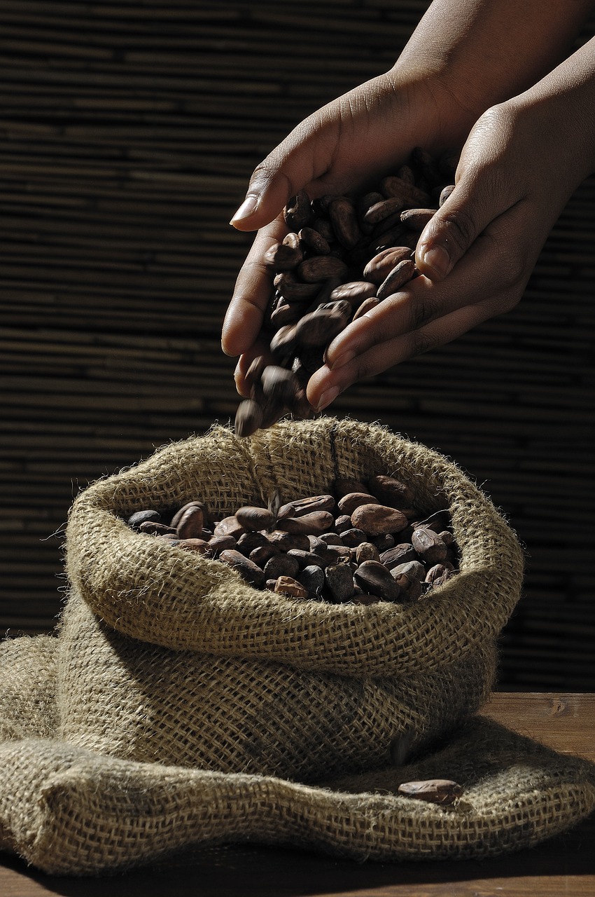 Un albero di cacao produce dai 4/5 anni e in un anno arriva a produrre circa 20 baccelli (ce ne vogliono 40 per avere un chilo di polvere di cacao). 