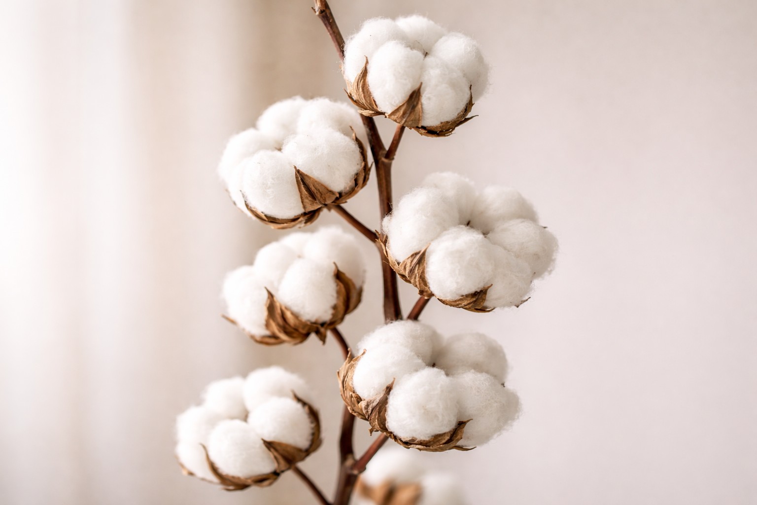 La produzione mondiale di cotone è concentrata in pochi grandi Paesi: Cina, India, Stati Uniti, Brasile e Australia. 