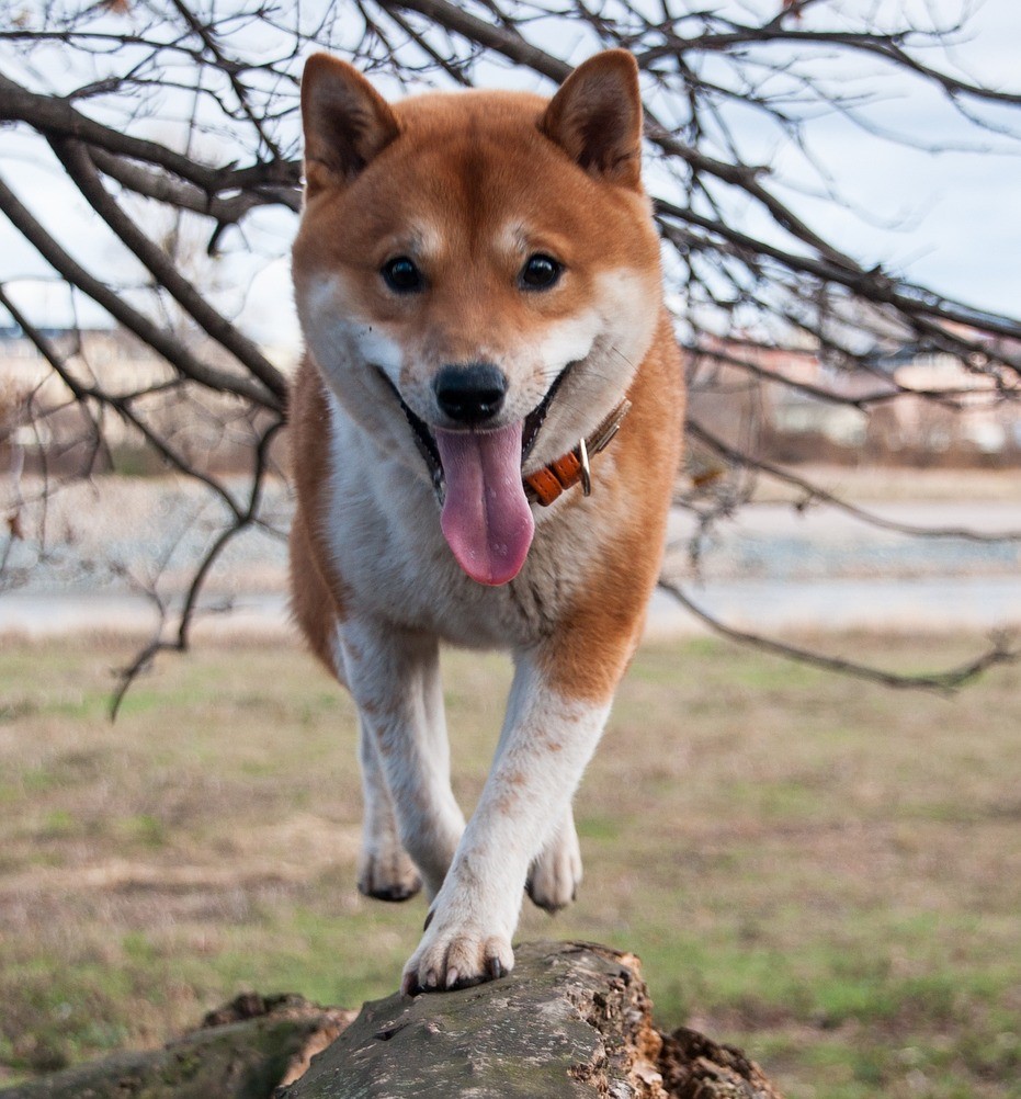 Shiba Inu (SHIB) è una criptovaluta che si basa sulla rete Ethereum e che punta all’uso dei contratti per la finanza decentralizzata. Riprende nel nome il cane giapponese tipico del Dogecoin.