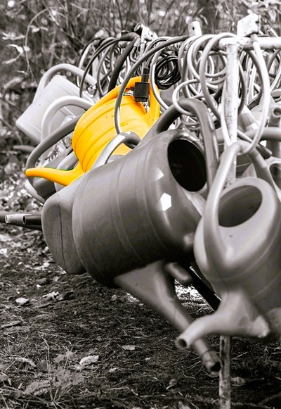 Esagerare con l’acqua nei vasi può essere controproducente, perché si finisce per far marcire le piante e perdere la fioritura.